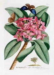 Plumeria, ca. 1749 håndkoloreret gravering.