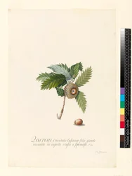 Quercus Orientalis, 1742 (wc og kropsfarve på vellum)