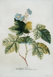 Rubus, 1744