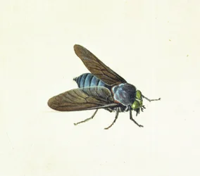 Hestefluen, 1700-tallet