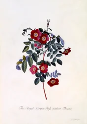 Den kongelige jomfrurose uden torne, ca. 1745 håndfarvet gravering.
