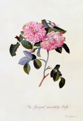 Den stribede månedsrose, ca. 1745 håndfarvet gravering.
