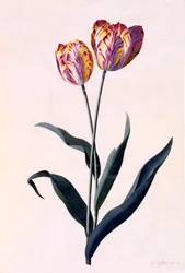 Tulipan, ca. 1744 håndfarvet gravering.