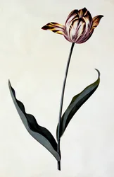 Tulipan, ca. 1745 håndfarvet gravering.