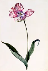 Tulipan, ca. 1745 håndfarvet gravering.