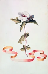 Hvid hibiscus