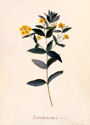 Gul Loosestrife, c 1760 håndfarvet gravering.