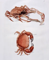 Illustration af hummer og krabbe,