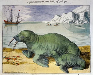 Repræsentation af en hvalros, polardyr. Gravering fra Atlas af Braun & Hogenberg, Amsterdam 1590