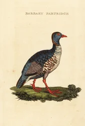 Barbary agerhøne, Alectoris barbara