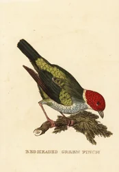 Bugthoved tanager, Tangara gyrola