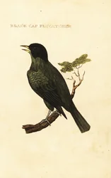 Sortkappet bulbul, Pycnonotus melanicterus