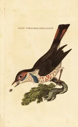 Blåhals, Luscinia svecica