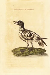 Kappetrel, Daption capense