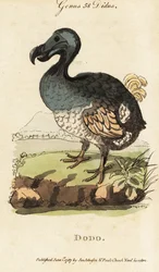 Uddød dodo, Raphus cullulatus