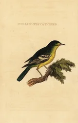 Grønrygget fluesnapper, Ficedula elisae