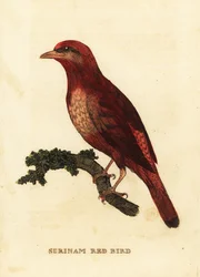 Guianan rød cotinga, Phoenix slagter