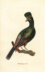 Guinea turaco eller grøn turaco, Tauraco persa