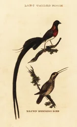 Paradisenke, Vidua paradisaea, og rød kolibri, Selasphorus rufus