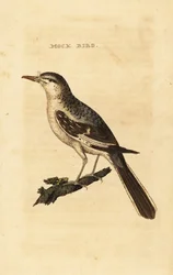 Nordlig mockingbird, Mimus polyglottos