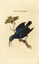 Lilla honningkryb, Cyanerpes caeruleus