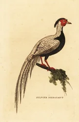 Sølvfasan, Lophura nycthemera