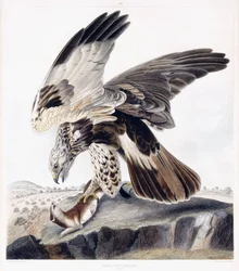 Rubenet musvåge (hun), ca. 1841 (håndfarvet gravering)
