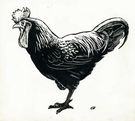 The Hen, 1950