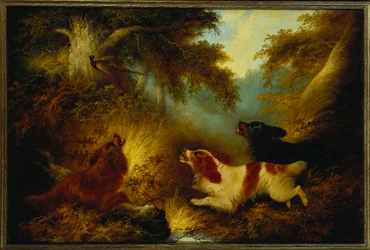 Spaniels sætter en fasan op