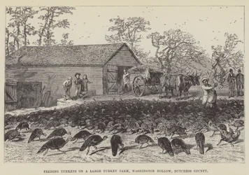 Fodring af kalkuner på en stor kalkunfarm, Washington Hollow, Dutchess County