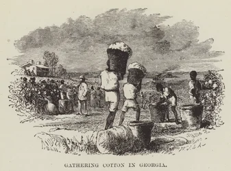 Indsamling af bomuld i Georgia