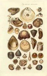 Conchological Manual Plate 11. Østers og andre skaller