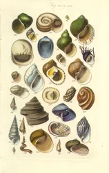 Conchological Manual Plate 15. Farverige skaller inklusive Abalone-skaller