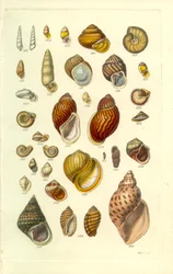 Conchological Manual Plate 25. Farverige landskaller