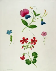 En illustration fra 