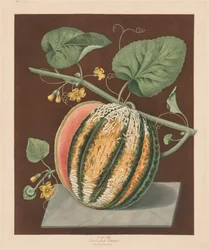 Pomona Britannica: nr. 64 - Scarlet Flesh Romana Melon