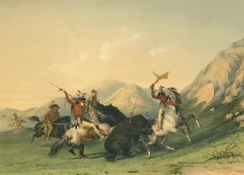 Angriber Grizzlybjørnen