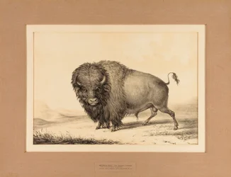 Buffalo Bull - nr. 2