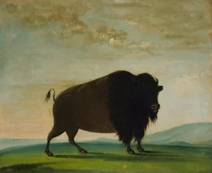 Buffalo Cow, græsser på prærien, 1832-1833.