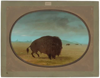 Sårede Buffalo Bull