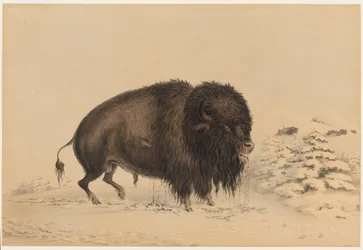 Såret bisonokse