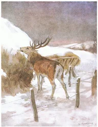 Han opdagede hurtigt, hvor foderet blev opbevaret til tyrene (farve litho)