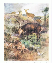 Han kastede sit store gevir i jorden og rev det op (farve litho)
