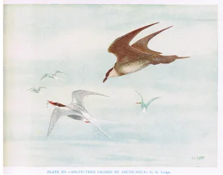 Fjordterne jaget af polarjagt, illustration fra 