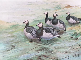 Bramgæs (litografi)