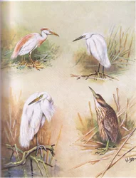 Sølvhejre, sølvhejre, sølvhejre, amerikansk rørdrum (litho)