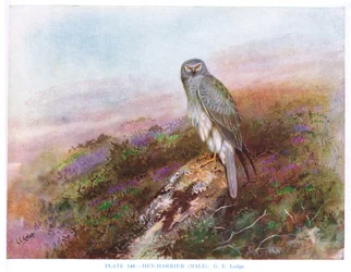 Duehøg (han), illustration fra 