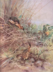Lille rørdrum (litografi)