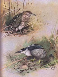 Nathejre (litografi)