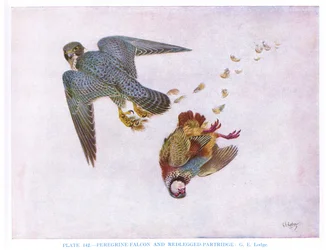 Vandrefalk og rødbenet agerhøne, illustration fra 